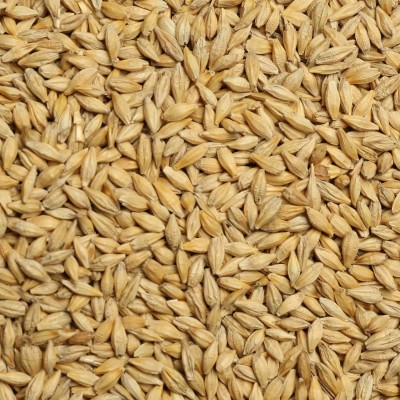 Barley